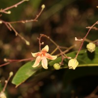 <i>Sterculia lanceolata</i>  Cav.